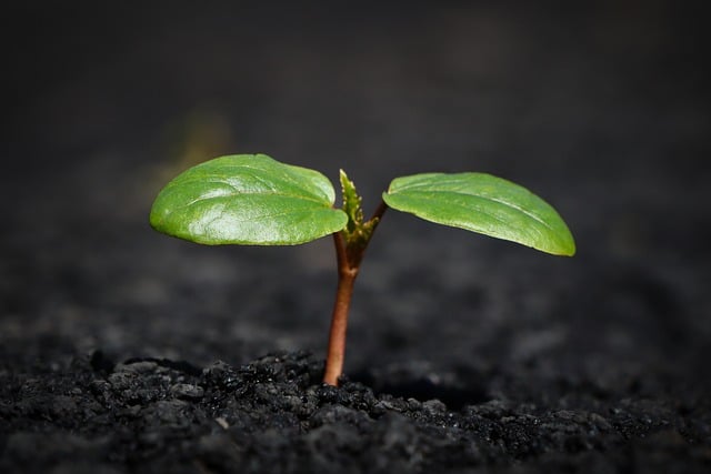Nurturing Leaders: Importance of Leadership Development Plans